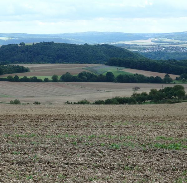 Höchster Berg von Kobern?
