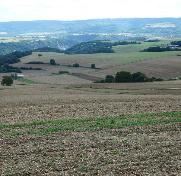 Höchster Berg von Kobern?